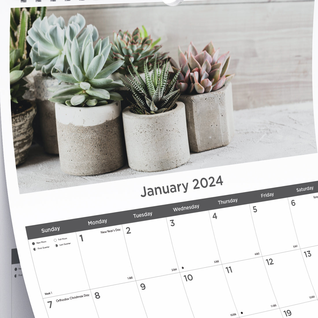 Succulent Plants Monthly Wall Calendar 2024, Bilingual
